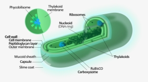 Cyanobacterium-inline - Svg - Cấu Tạo Vi Khuẩn Lam