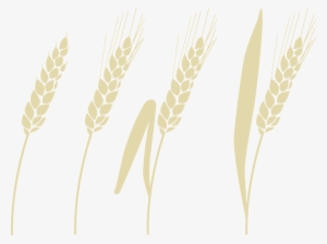 Phragmites