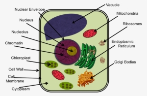 Picture - Plant Cells Labeled Ixl
