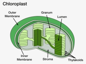 Image Shows The Chloroplast - Does Chloroplast Look Like