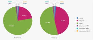 Remove Rrna From Cytoplasmic, Chloroplast, And Mitochondrial - Circle