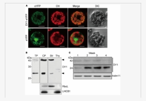 Dy1 Is A Chloroplast Stroma Protein - Stroma