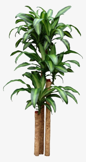 Corn Dracaena Getting Too Tall Start New Plants By - Home Depot Tropical House Plants