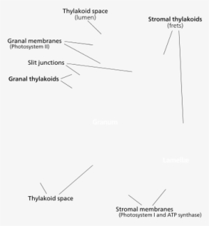Chloroplast - Part A Bryophyte Structurelabel The Structures