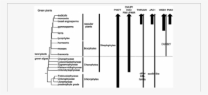 Organismal Lineages And The Presence Of Molecular Factors - Diagram