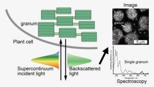 "size Dependent Optical Properties Of Grana Inside - Diagram