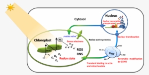 Retrograde Signaling Of Chloroplast Redox State To - Retrograde Signaling In Plants