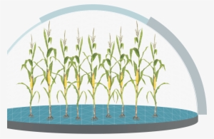 Control Weeds With Glyphosate Applications - Drawing