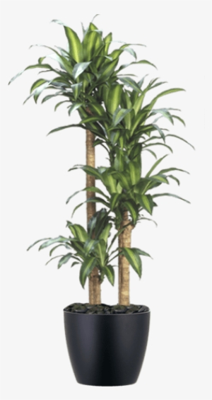 Low-light Interior Dracaena Corn Plant - Dracena Pau D Água