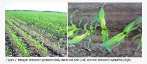 Cornseedling - Cash Crop