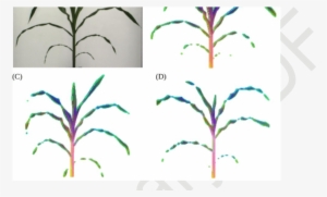 Segmentation And Visualization Of Variation In Hyperspectral - Drawing