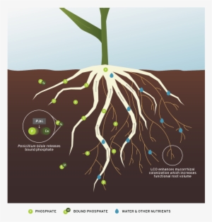 Acceleron® B-360 St - Acceleron Pharma