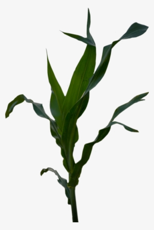 Imagine The Results - Maize