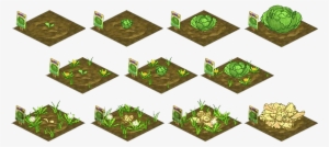 Imagecabbage Growing Stagespng - Stages Of Growing Pumpkins