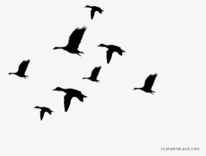 Duck Silhouette Animal Free Black White Clipart Images - Siluetas De Aves Png