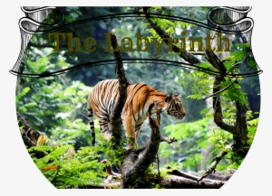 The-labyrinth - Tiger On The Tree