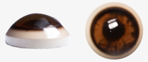 Bear Eyes