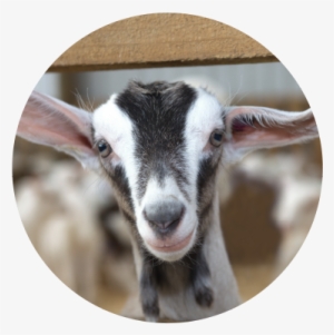 Gentle By Nature - Livestock