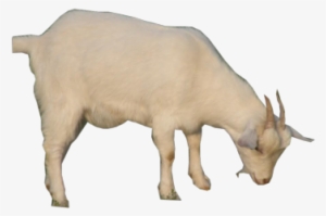 Goat Png Images - Billy Goat Transparent Background
