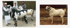 Indian Goat Png Download - Beetal Breed Of Goat