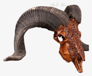 Carved Ram Skull - Skull