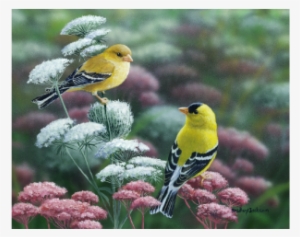 Gold & Lace American Goldfinch Limited Edition Print - American Goldfinch