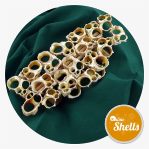 Lace Gold Turbo Stand - Online Shells