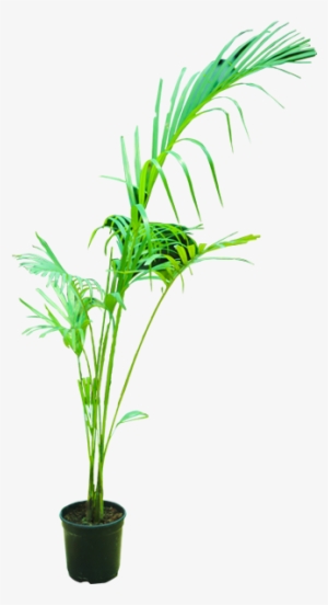 Areca Palm - Palm Trees