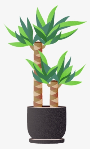 I Choose You, Lucky Bamboo - Houseplant