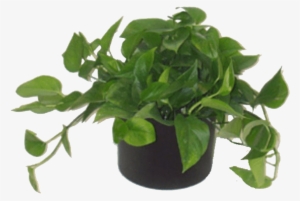 Low Light Plants - Houseplant