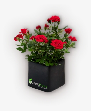 Corporate Logo Gift Plants - Flowerpot
