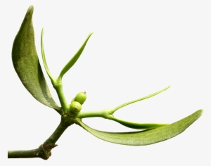 Office Hours - - Tea Plant