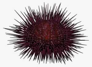 Erizo De Mar - Sea Urchin White Background