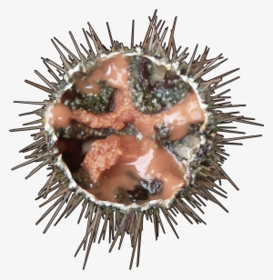 Erizo De Mar - Sea Urchin