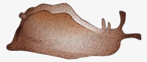 201208 Sea Hare - Elk