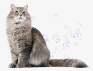 Cat Grooming Services - Cat Png