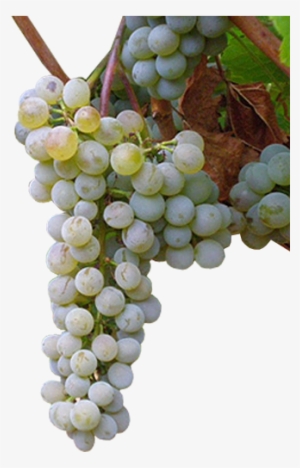 Moscatel Grano Menudo - Uvas Moscatel Png