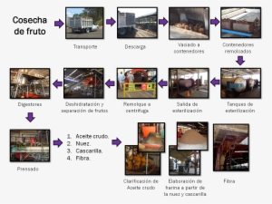Proceso De Industrialización De La Palma Africana - Industrializacion De La Palma Aceitera