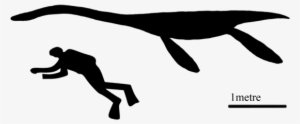 Plesioscale - Whale Next To A Human