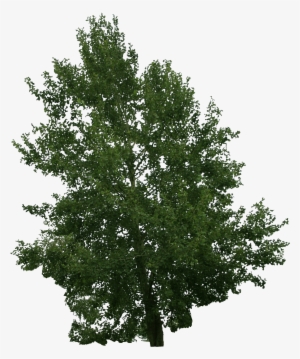 2d Trees - Bollywood