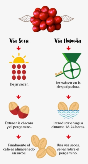 Proceso Proceso - Proceso De Cosecha Del Cafe