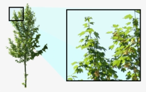 Larch