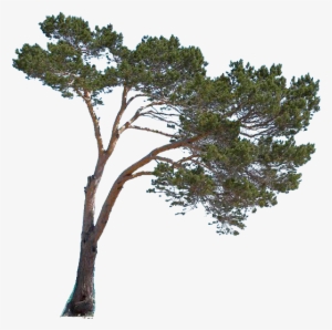 Png Cutout Tree - Portable Network Graphics