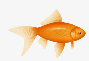 Example Image Of A Fish - Fish Png