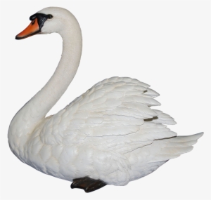 Swan Png - Vivid Arts Swan