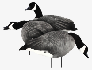 Canada Goose Flocked Head Silhouette Decoy - White Rock Decoys 2d Flocked Rockonomy Silhouettes