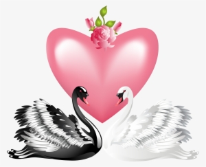 White Black Swan Png