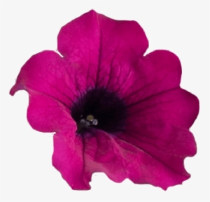 Petunia Png Transparent - Portable Network Graphics