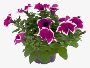 Petunia Png Picture - Surfinia Violet Picotée