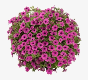 Petunia Cascadias Pitaya - Петуния Cascadias Pitaya